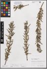 Foto von Salix eleagnos subsp. eleagnos Scop.